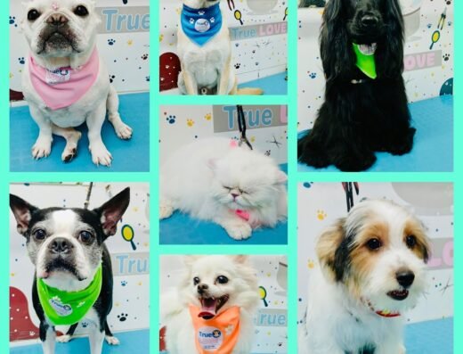 Tienda De Mascotas y Spa True Love (baño, perro, gato, alimento,accesorios)