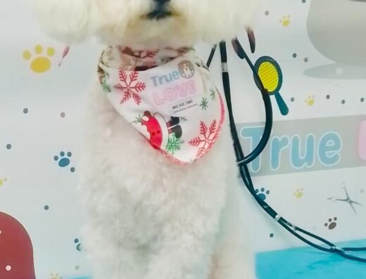 Tienda De Mascotas y Spa True Love (baño, perro, gato, alimento,accesorios)
