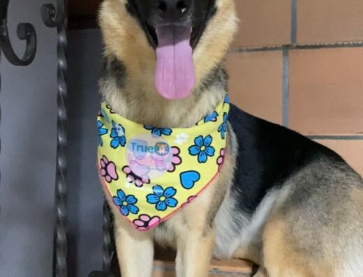 Tienda De Mascotas y Spa True Love (baño, perro, gato, alimento,accesorios)