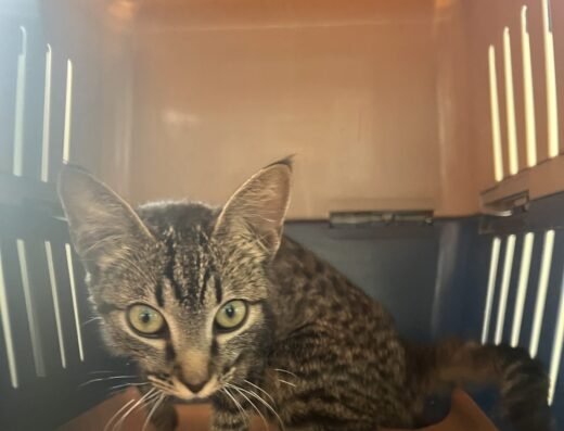 Cleo