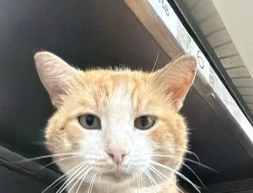 Leonidas