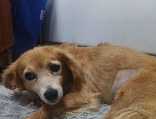 Niña