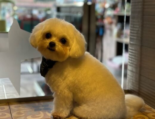 Valto Pets Spa & Boutique