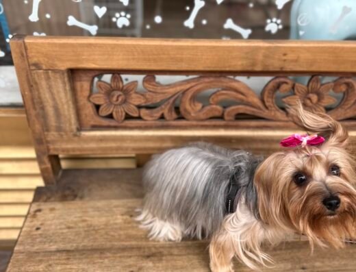 Valto Pets Spa & Boutique