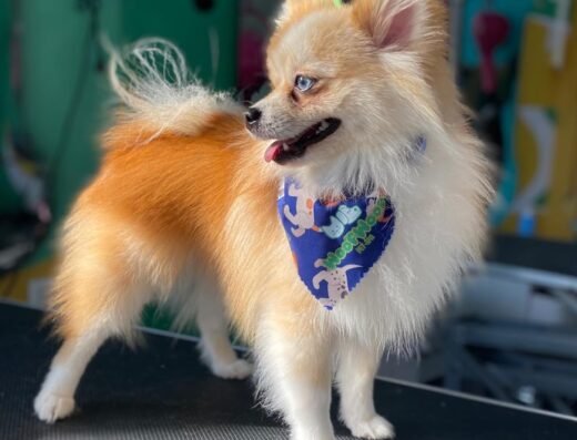 WoofWoof Pet Spa