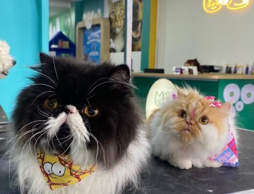 WoofWoof Pet Spa