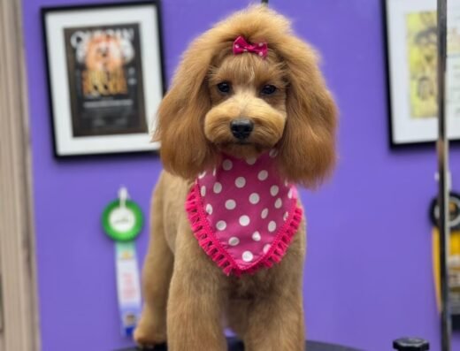 WOW peluqueria canina & felina